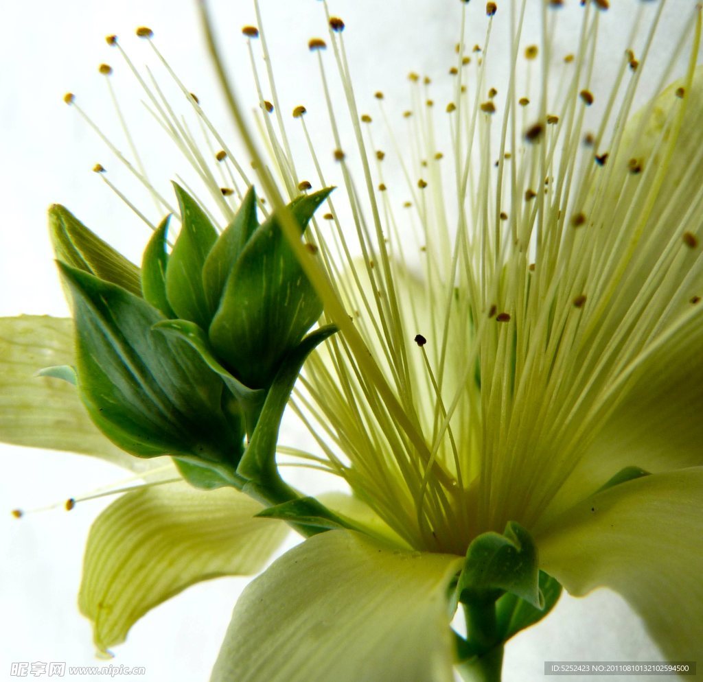 花蕊