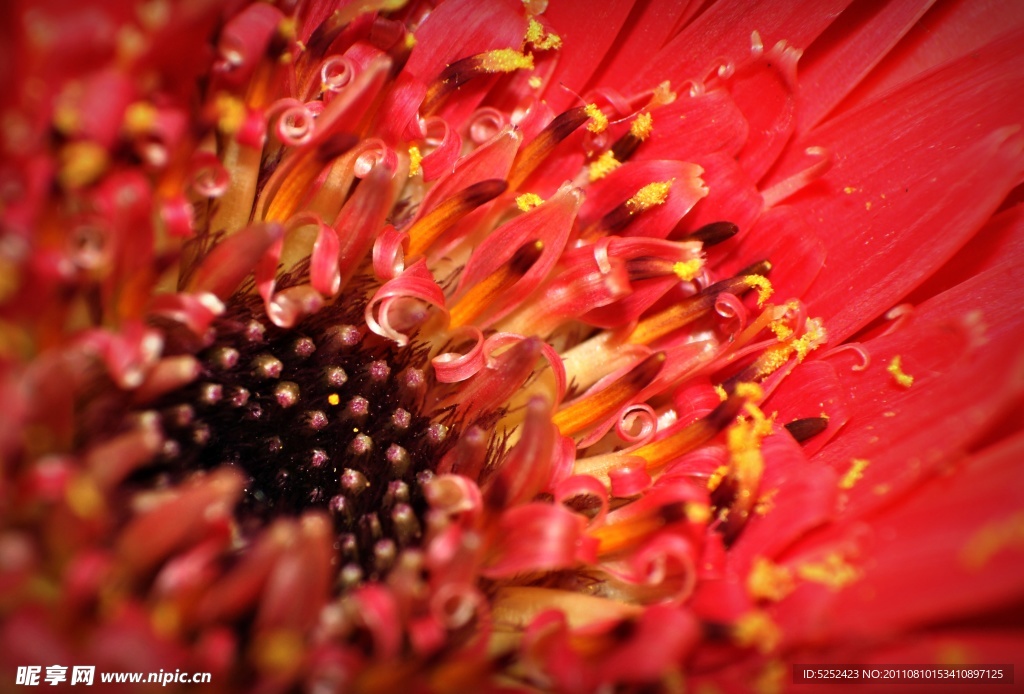 花蕊