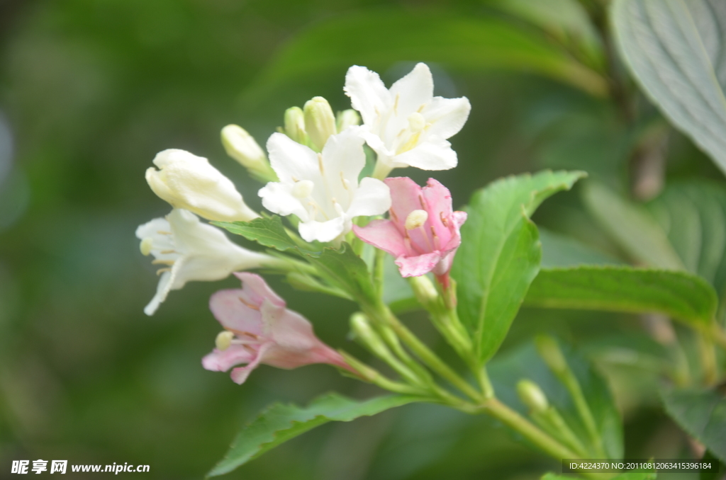 錦帶花