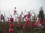 百花怒放