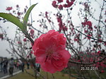 松山湖的桃花林