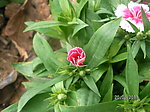松山湖的花