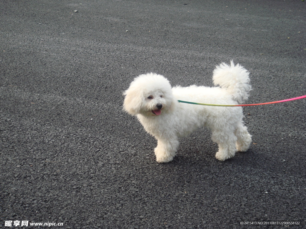 愛犬