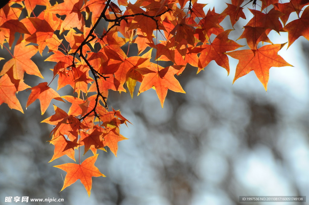 紅葉