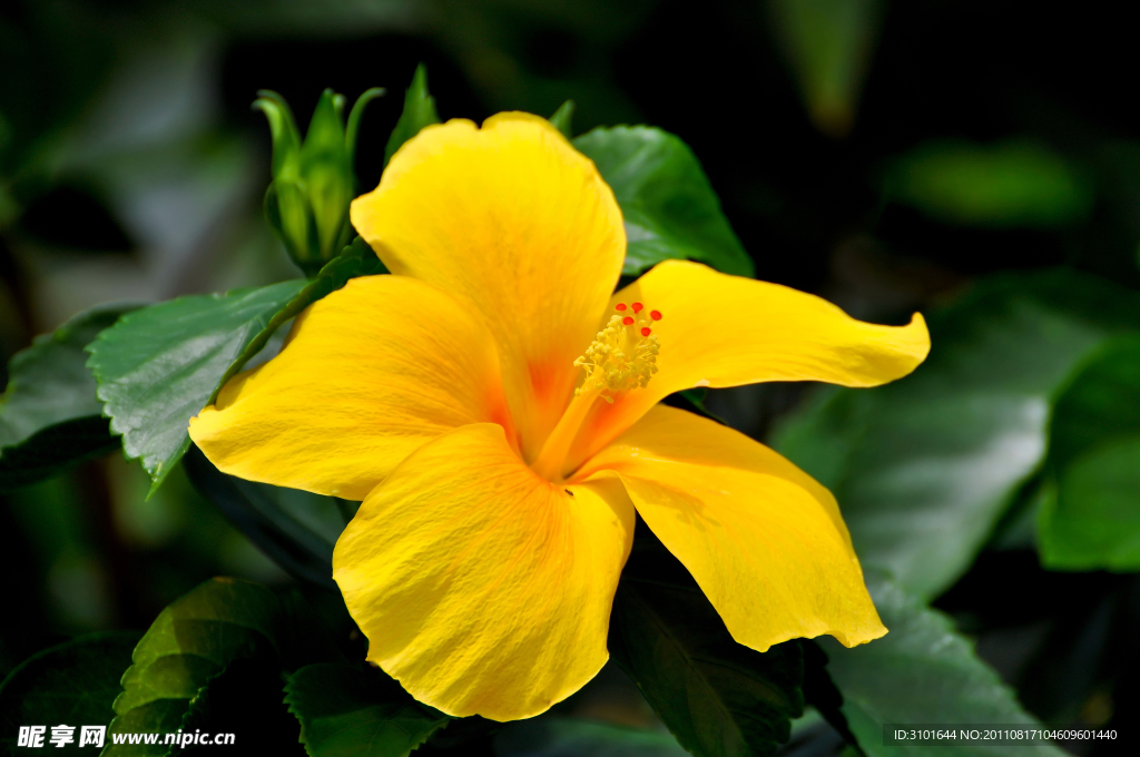 芙蓉花