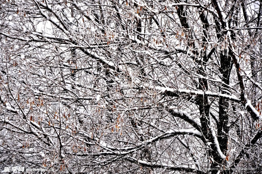 傲雪