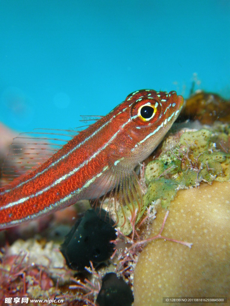海底生物