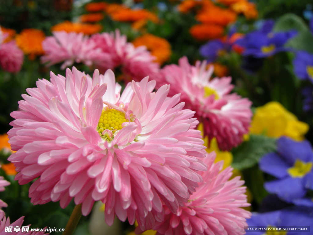 菊花 紅菊