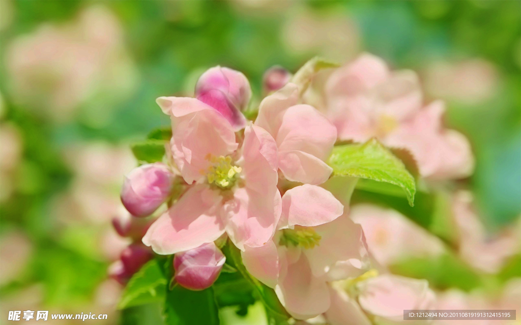春天的花