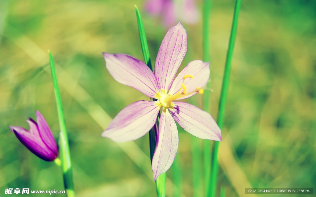 春天的花