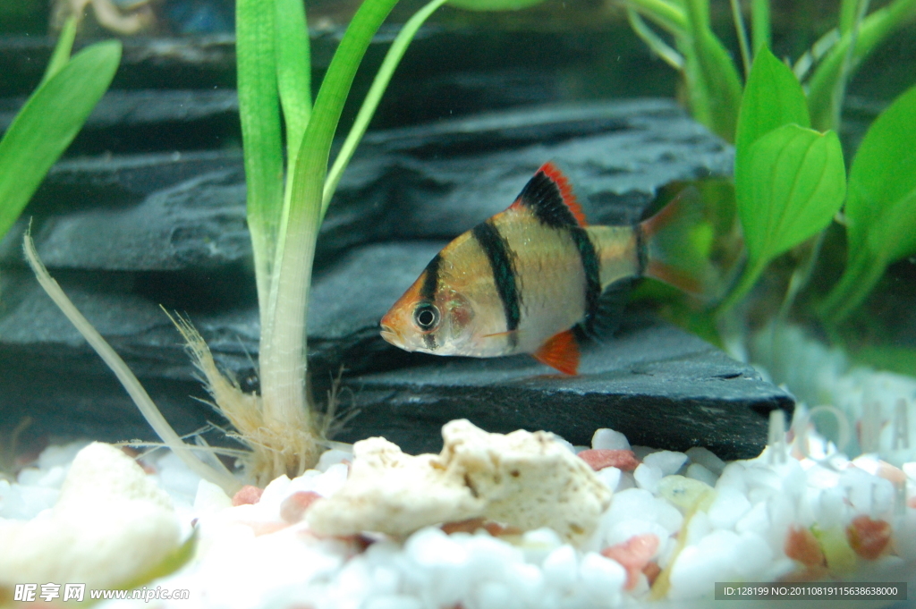 魚兒