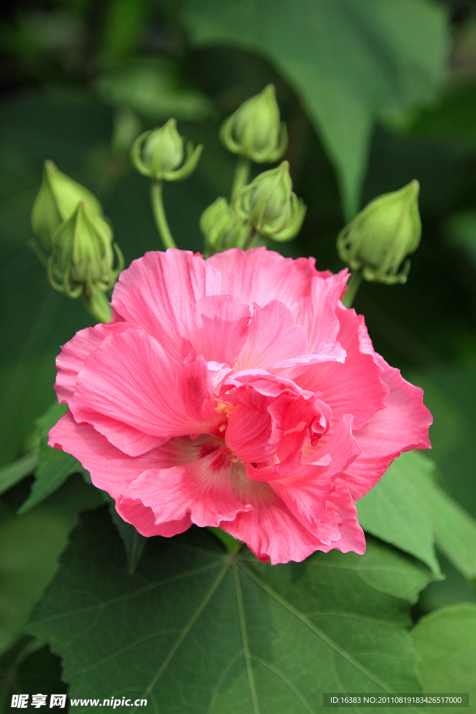木芙蓉