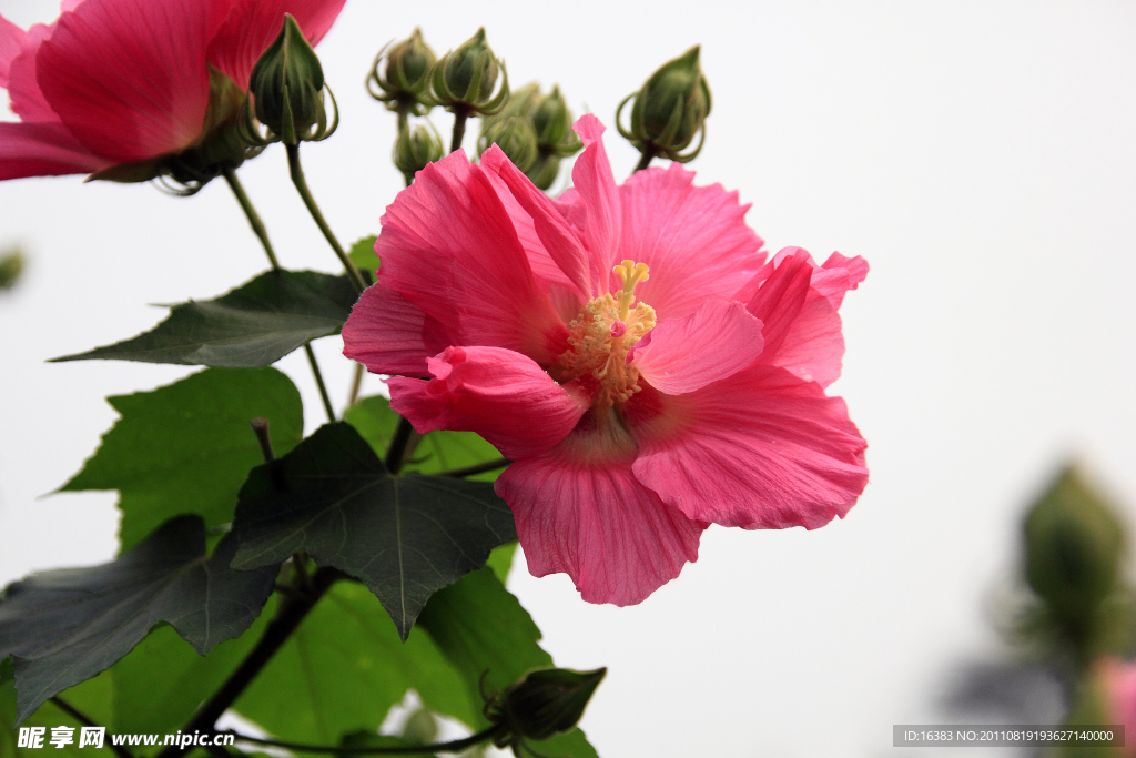 木芙蓉