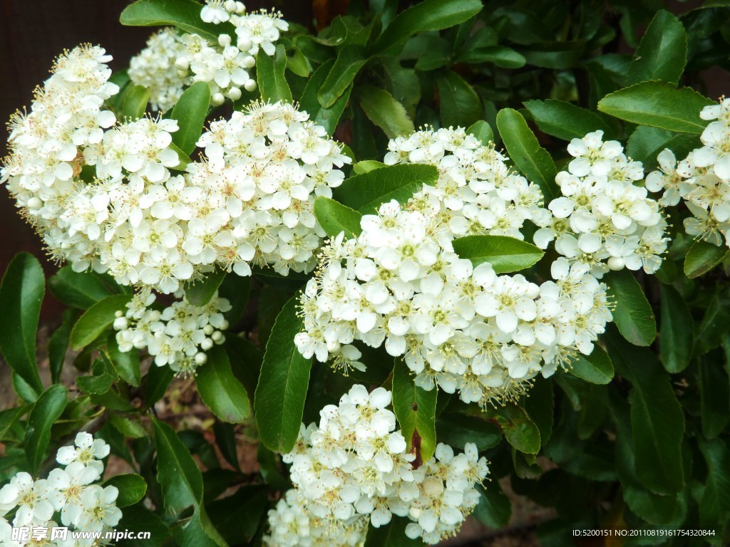 繡球花 白花
