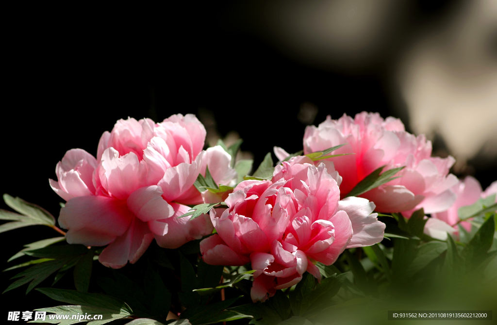 洛陽(yáng)牡丹花