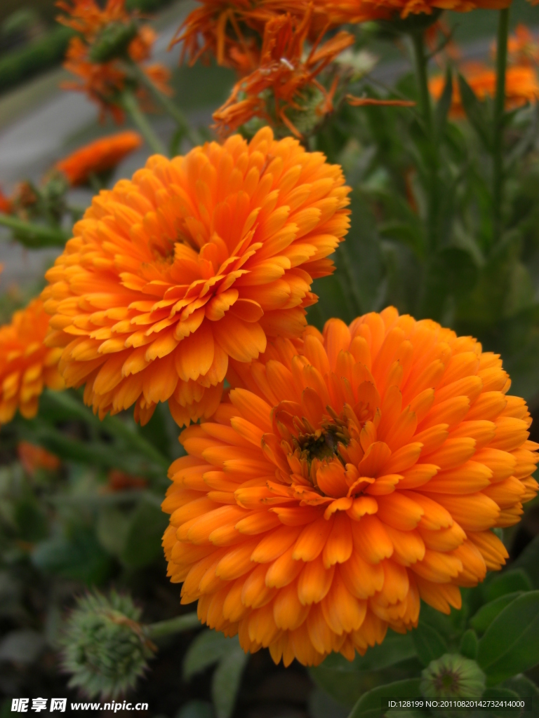 菊花 紅菊