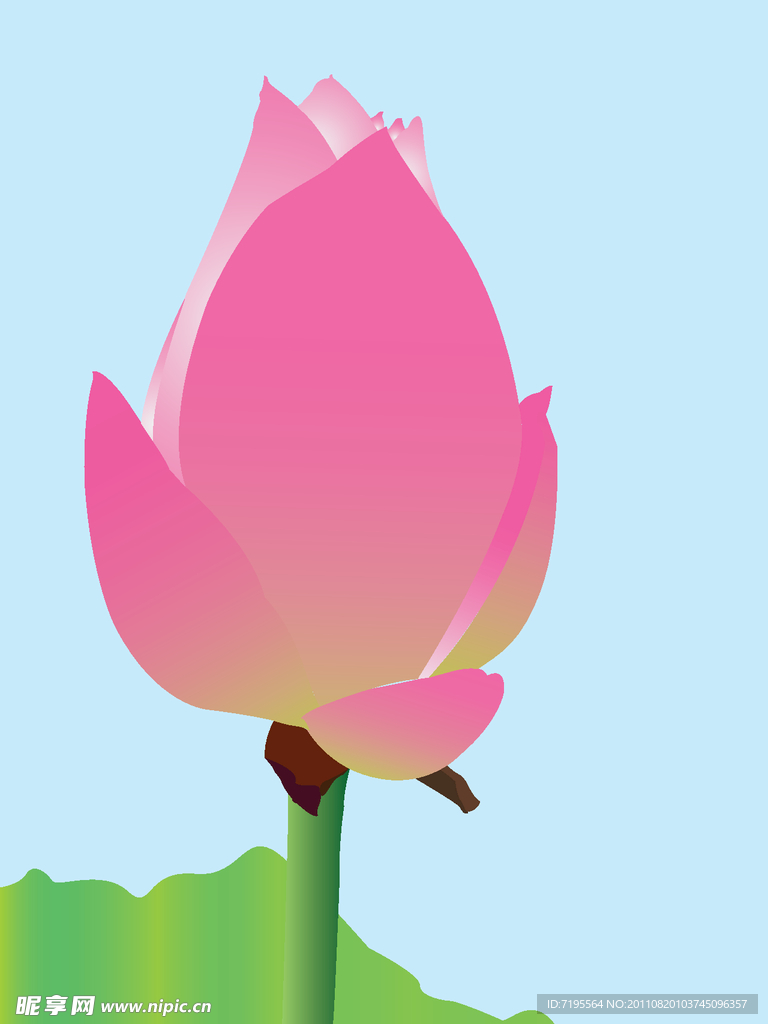 荷花