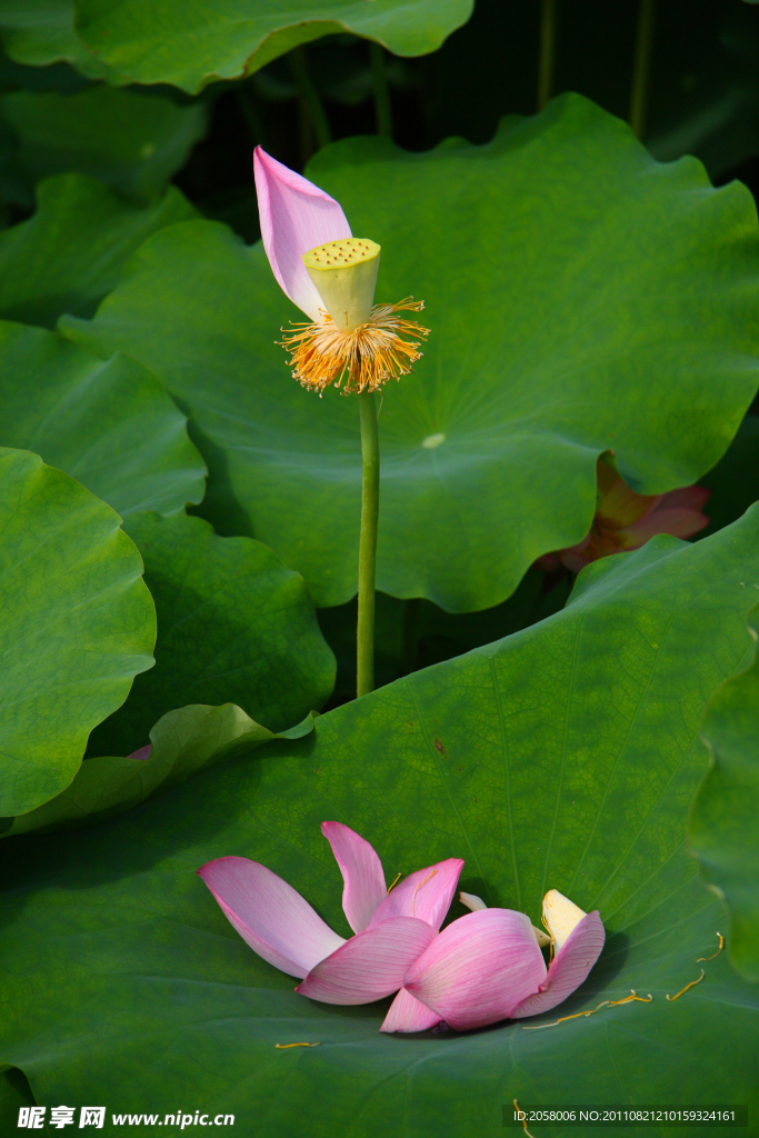 荷花
