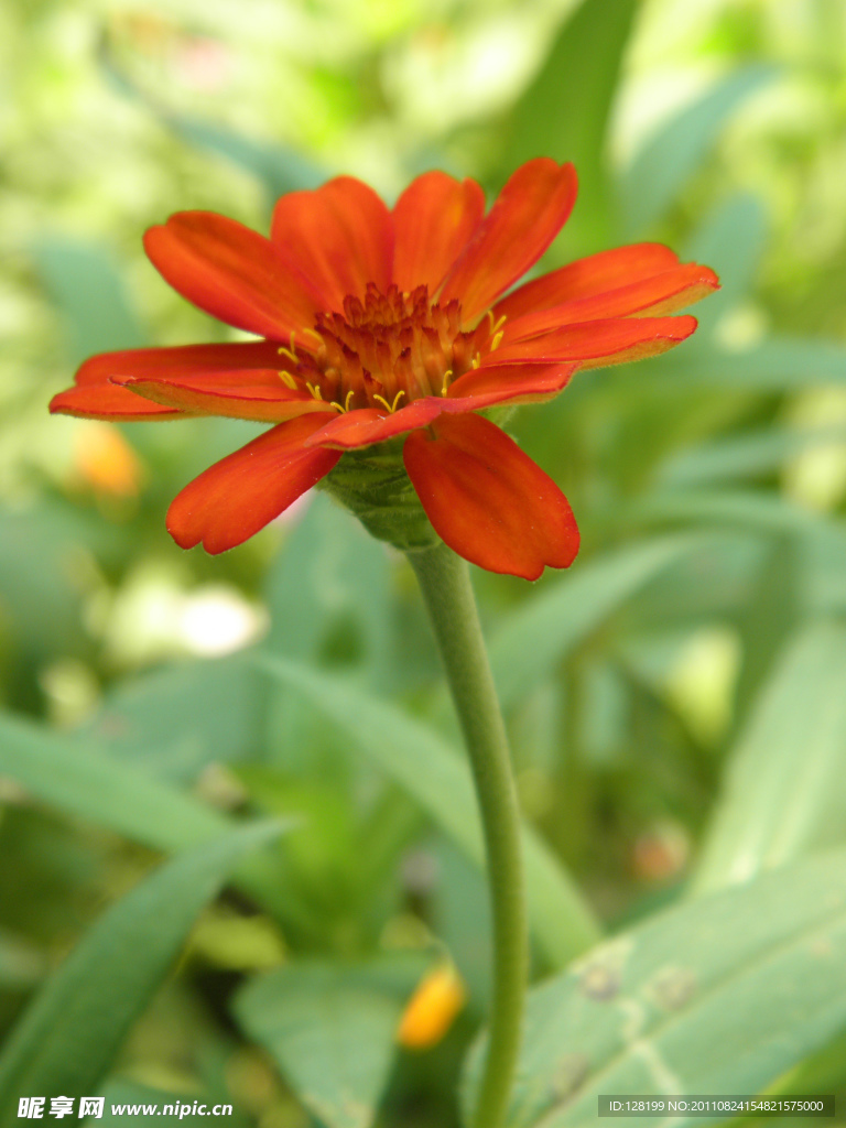 菊花 紅菊