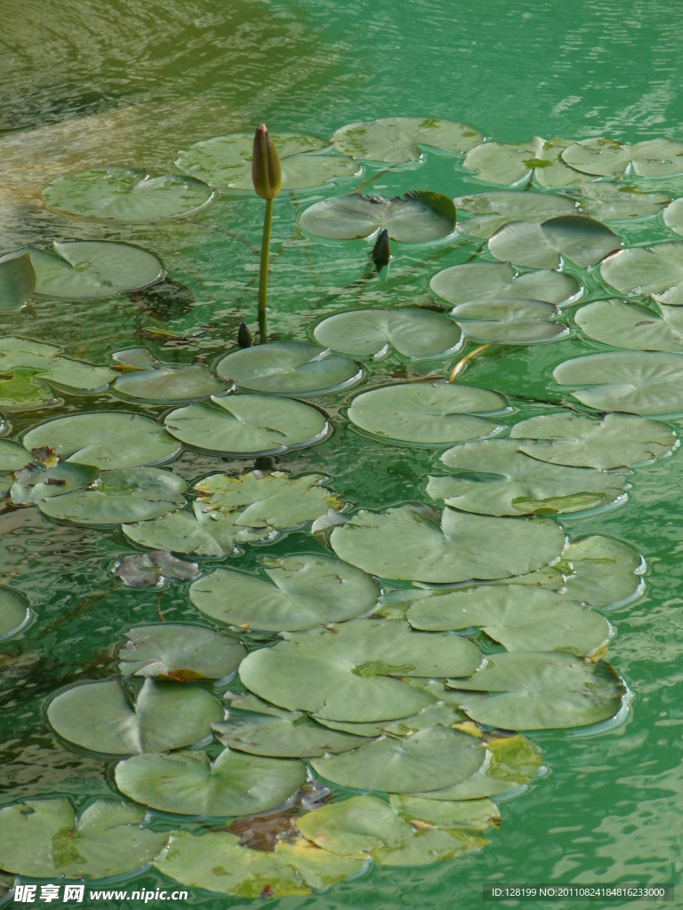 荷葉 池塘