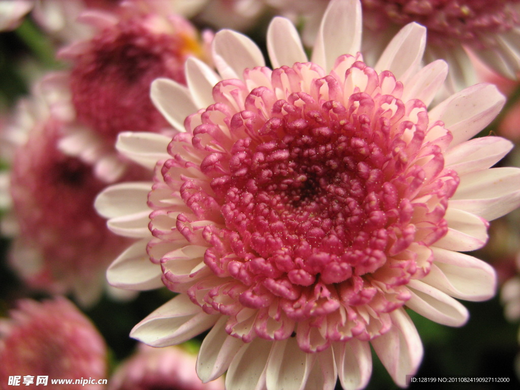 菊花 紅菊