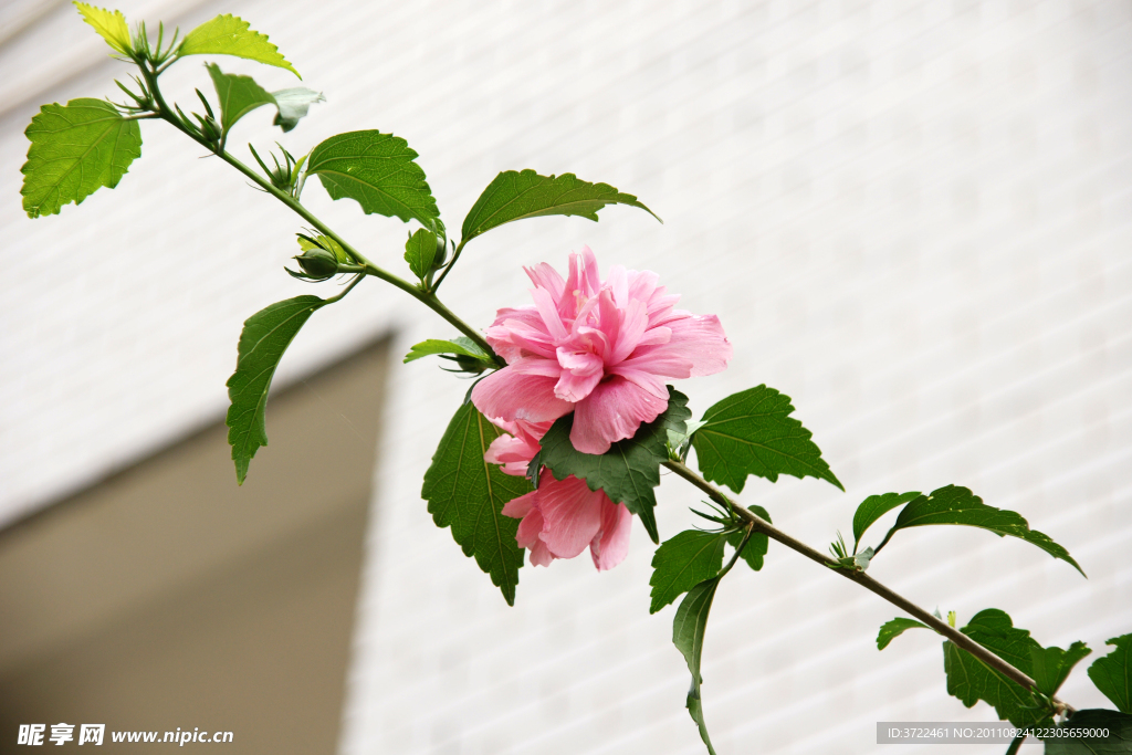 木槿花枝