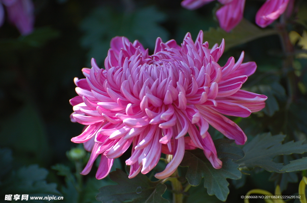 紅菊花