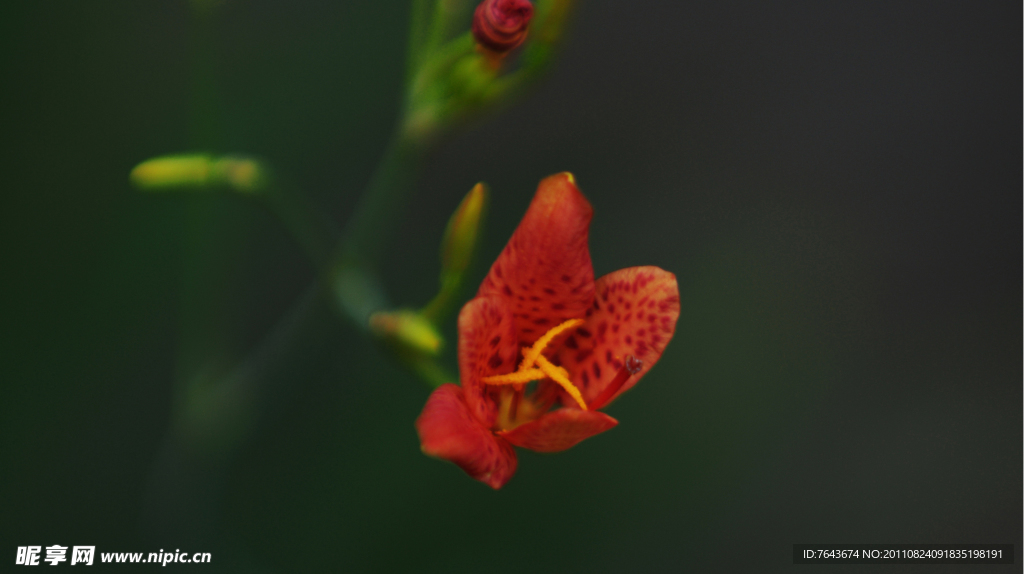 紅色的小花
