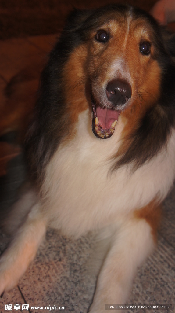 牧羊犬