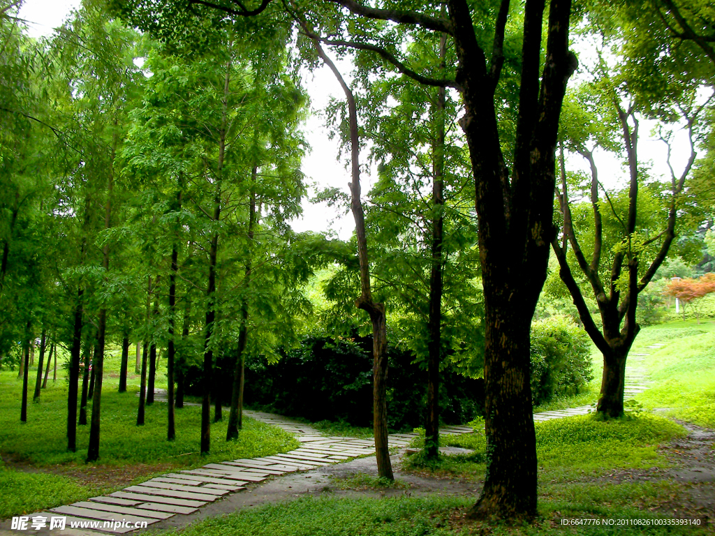 公園樹林