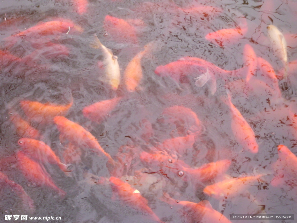 鯉魚戲水