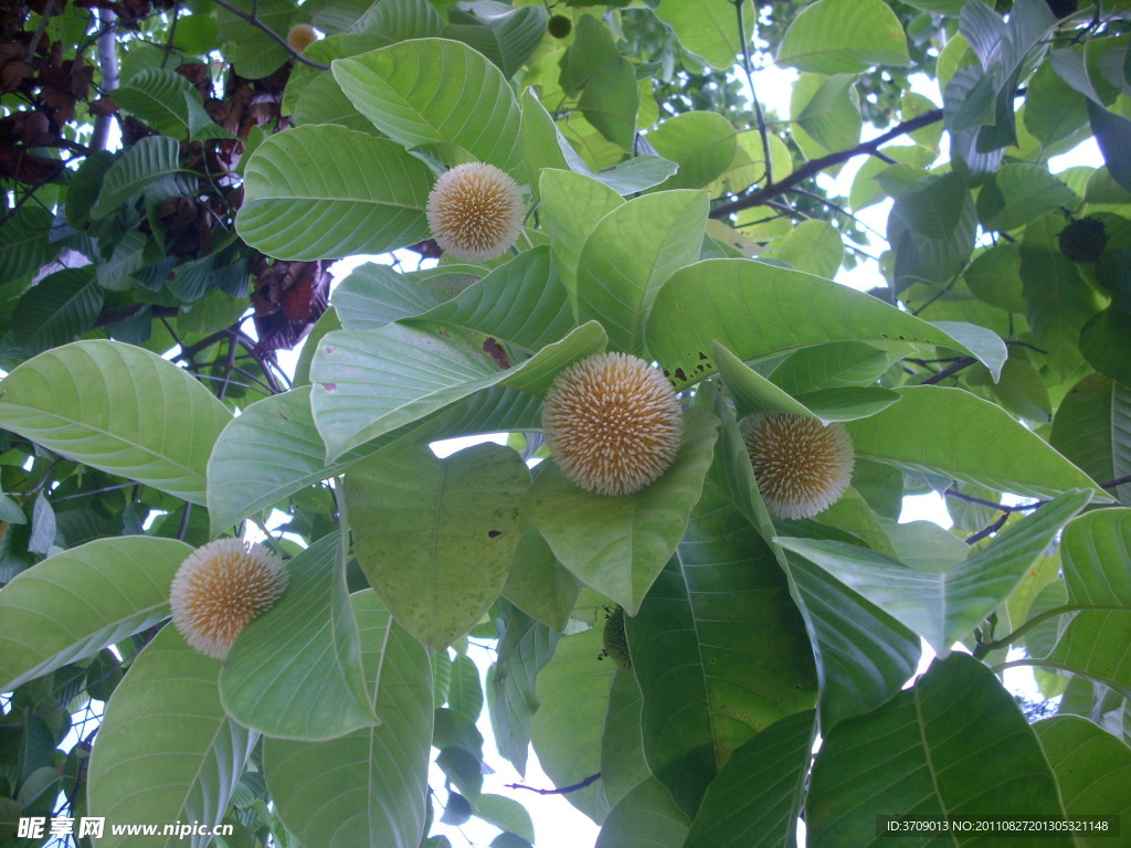 團(tuán)花