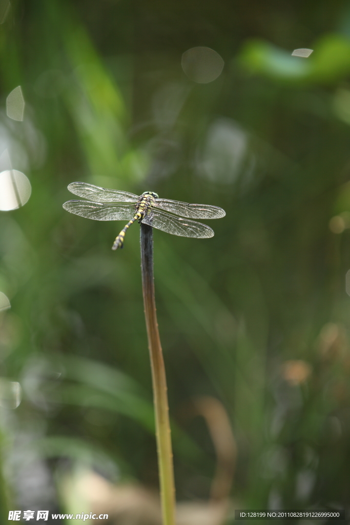 蜻蜓