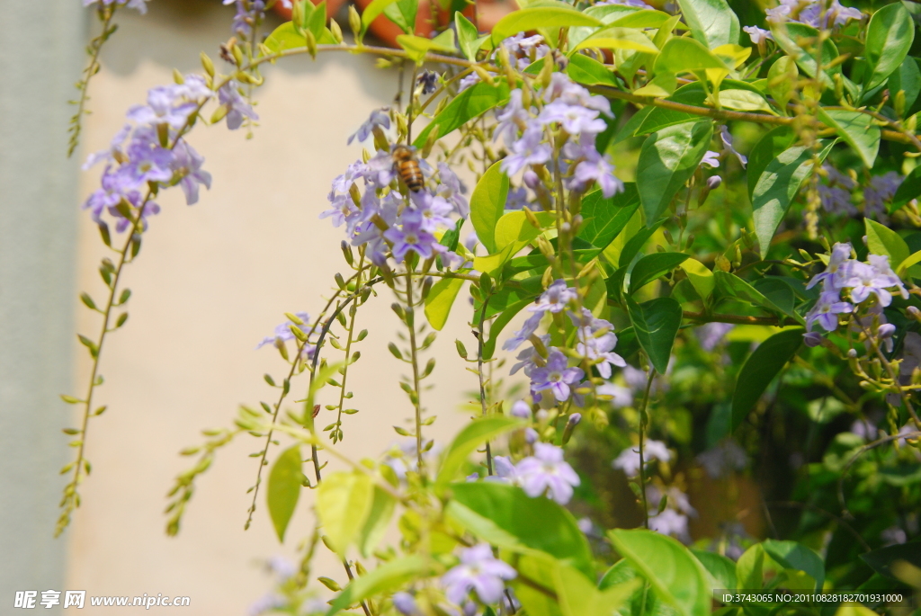 自然花