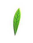 樹(shù)葉
