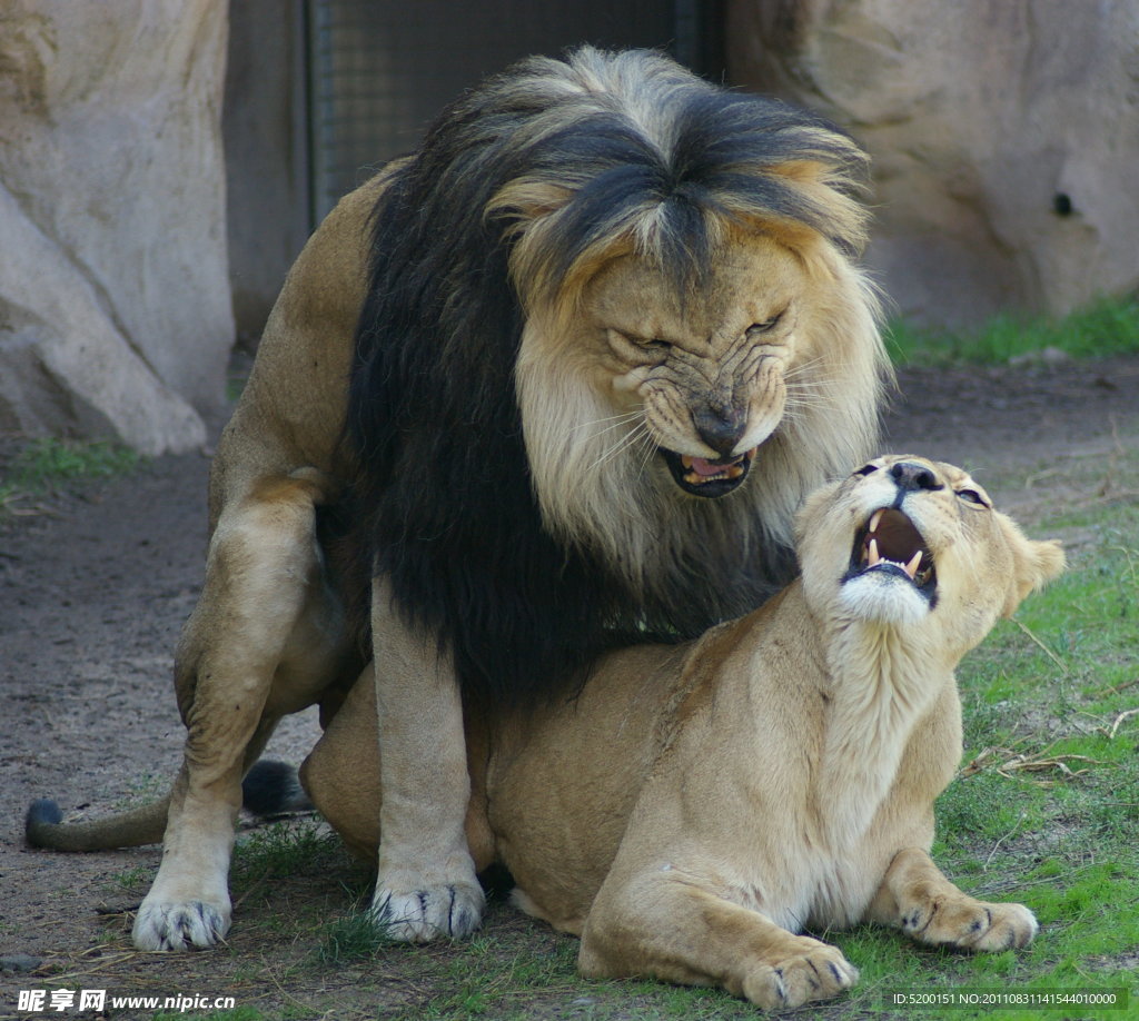狮子 母狮