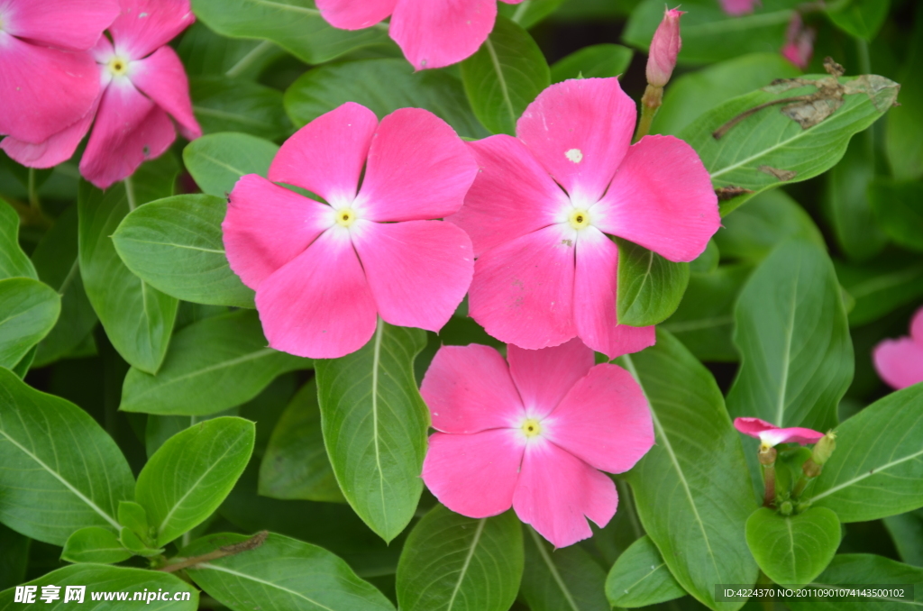 長春花