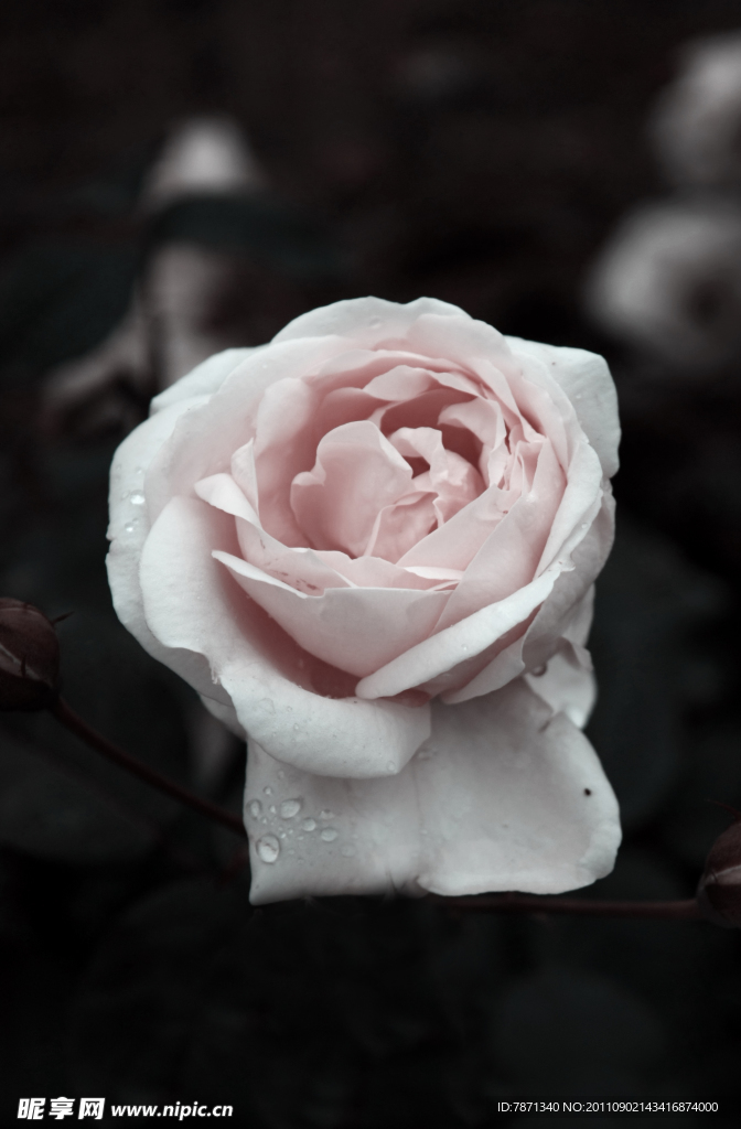 月季花