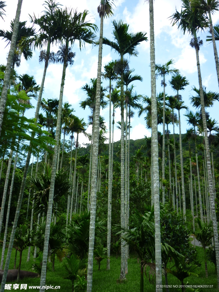 海南熱帶植物風(fēng)景