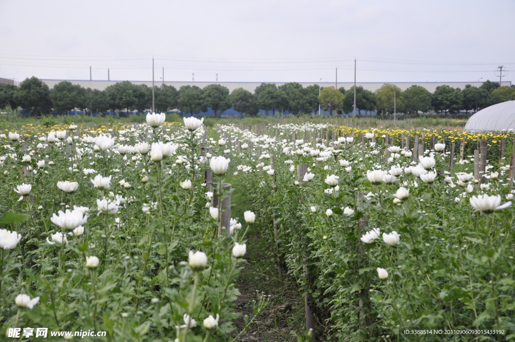 菊花地