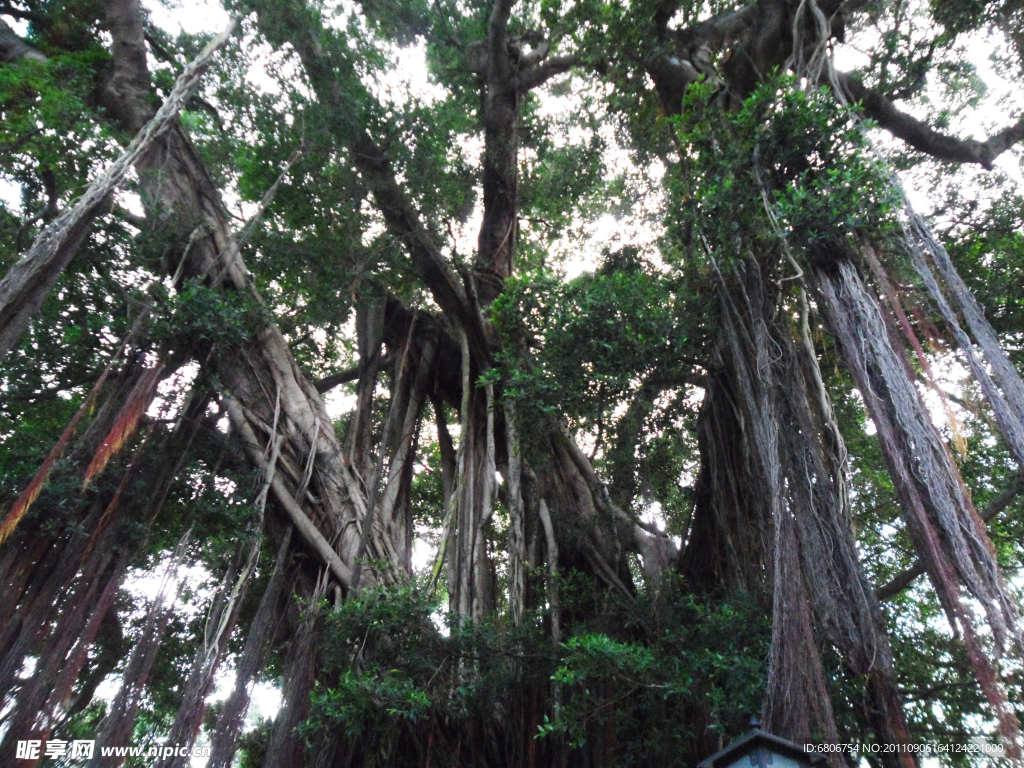 樹根樹技