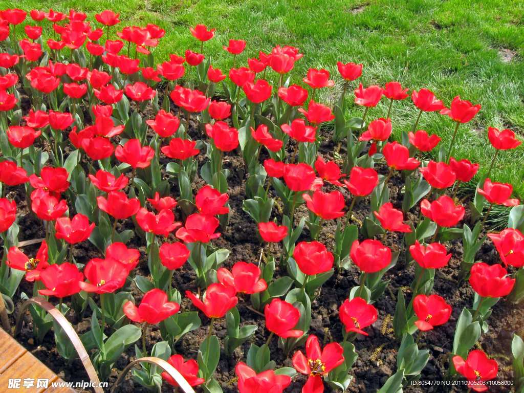 太子灣郁金香花海