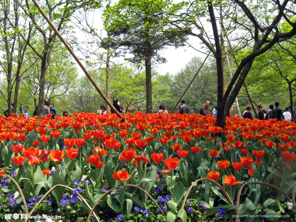 太子灣郁金香花海