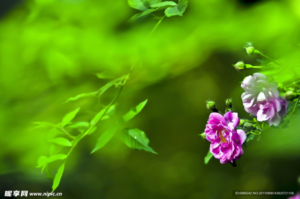 花 薔薇