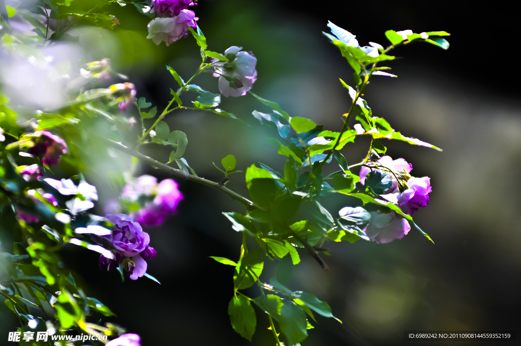 花 薔薇