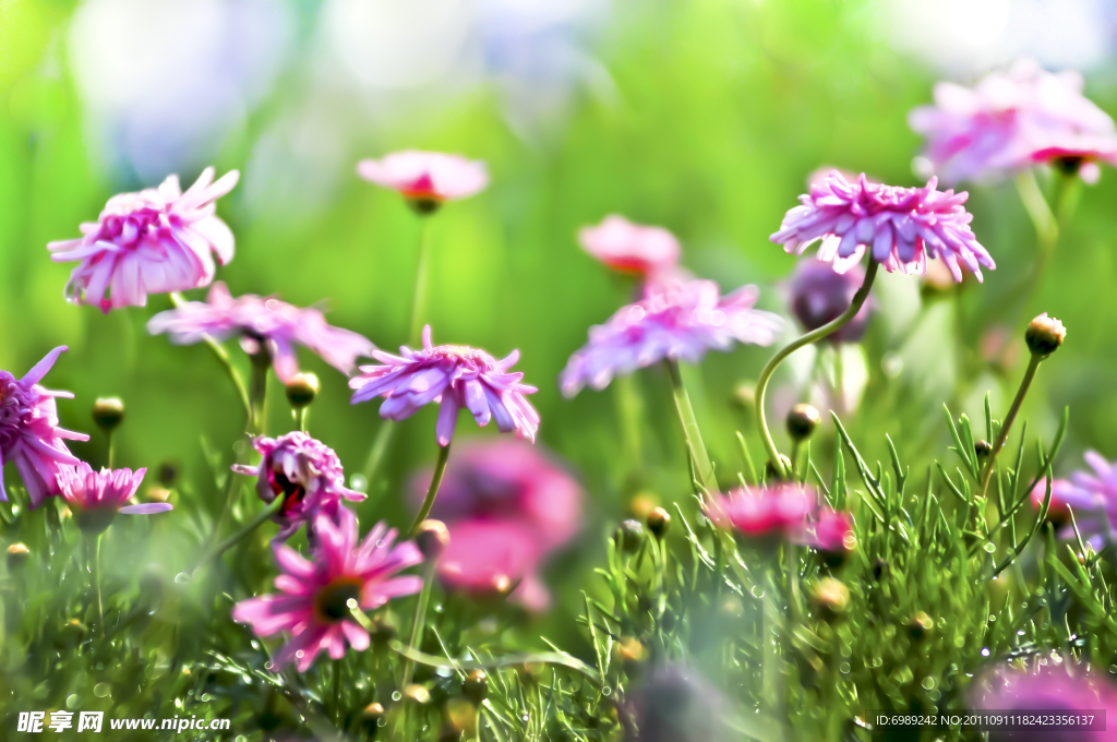 花 草花