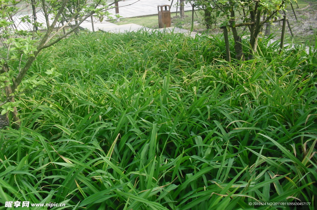 自然花草