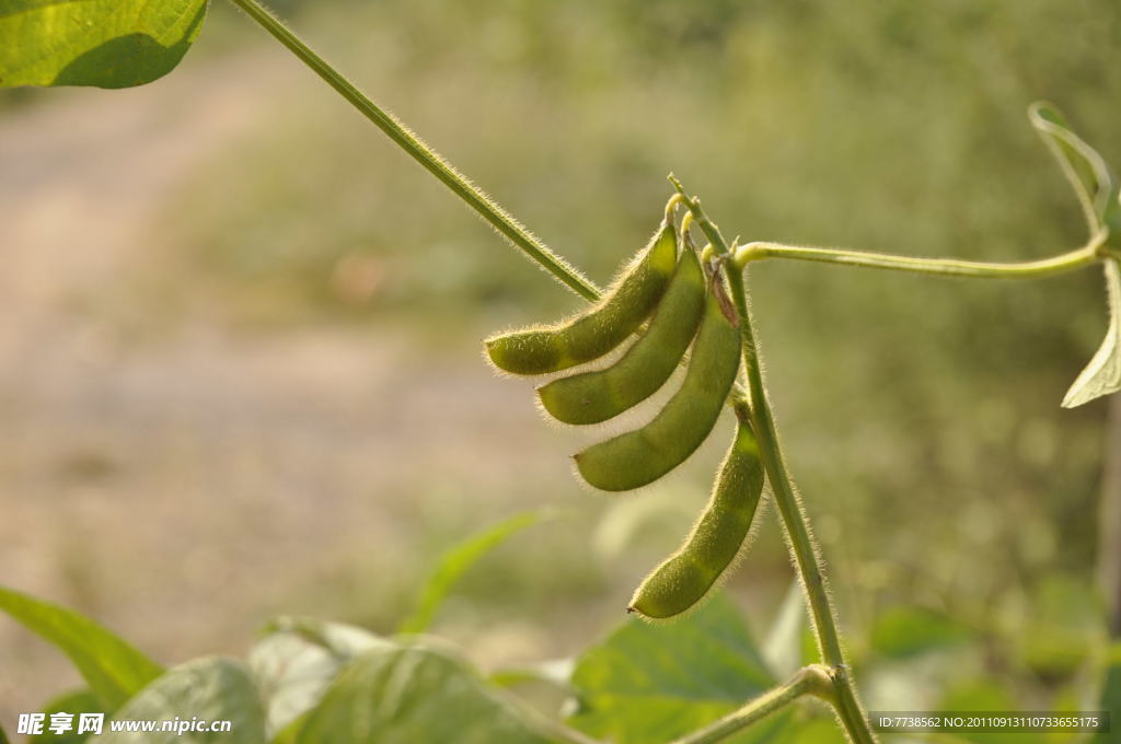 植物大豆