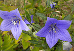 紫色五角花