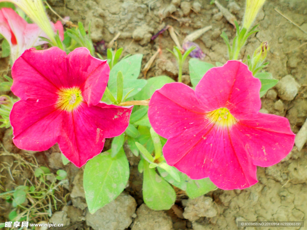 花 喇叭花